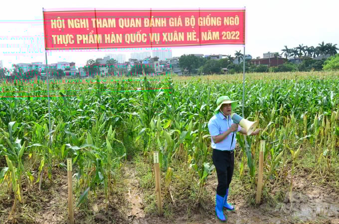 Experimental fields of Vietnamese and Korean glutinous maize varieties. Photo: Duong Dinh Tuong.