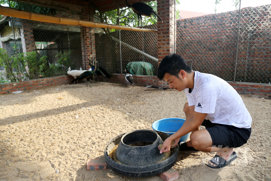 3-105001_360.jpg Theo anh Phương, việc nuôi chim công cũng không quá phức tạp nếu người nuôi nắm được những quy trình nhất định. Ảnh: Diệu Vy.