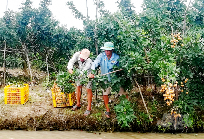 anh-1-073249_284.jpg Nhãn xuồng da bò ở xã Khánh Hòa có đặc tính cơm vàng, thịt dầy, vị ngọt thanh nên được thị trường rất ưa chuộng. Ảnh: Lê Hoàng Vũ.