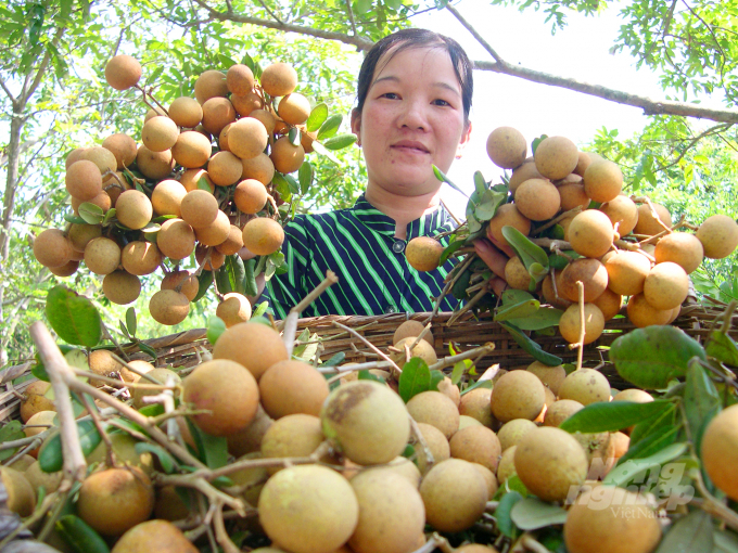 anh-2-073250_1.jpg Nhãn xuồng da bò ở xã Khánh Hòa trồng theo tiêu chuẩn VietGAP nên nhận được lời mời hợp tác của một số doanh nghiệp để xuất khẩu sang Úc, Hoa Kỳ. Ảnh: Lê Hoàng Vũ.