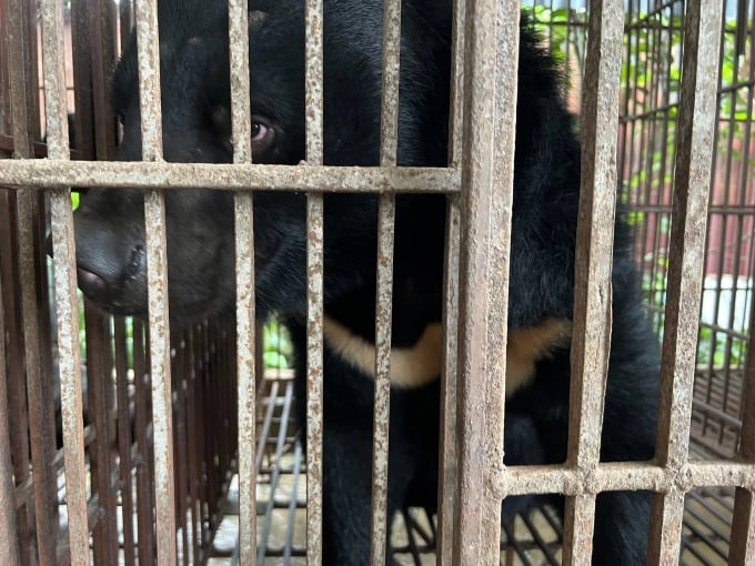 The moon bear individual was named Anh Trang. Photo: AAF.