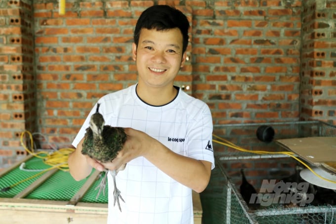 ky-su-bo-nghe-ve-que-nuoi-chim-cong-thanh-ty-phu-113456_607.jpg Để có những giống chim công đẹp, anh Phương phải rất kỳ công lặn lội nhiều nơi mới tìm mua được chim giống với giá rất cao. Ảnh: Diệu Vy.