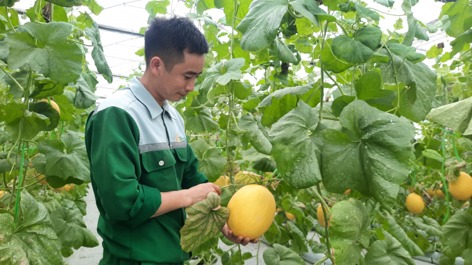 WinEco Dong Trieu has released nearly 2000 tons of high-quality agro-products to the market each year. Photo: Nguyen Thanh.