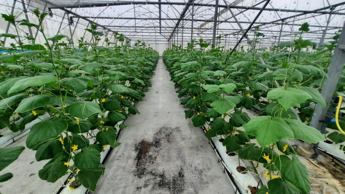 Quang Ninh considers the WinEco Dong Trieu hi-tech agricultural zone a key project to develop agroproduction and export. Photo: Nguyen Thanh.