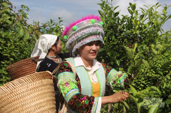 Hong Thai communehas the largest organic tea area in Tuyen Quang province. Photo: Dao Thanh.