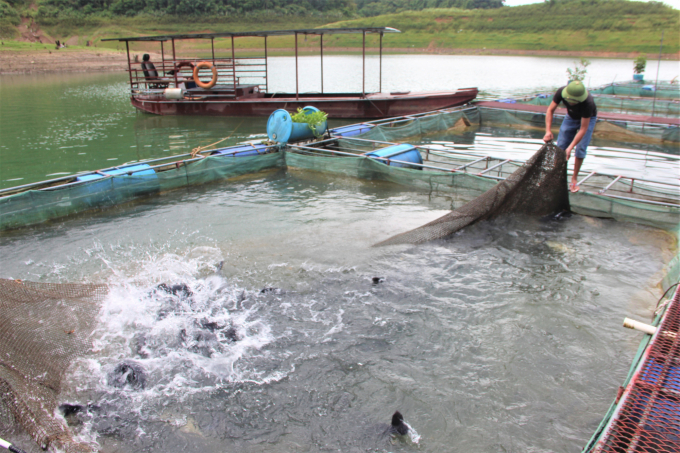 With many large lake bodies, Tuyen Quang province has favorable conditions for organic aquaculture. Photo: Dao Thanh.
