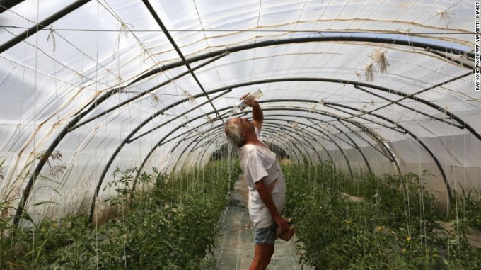 A farmer pours water on his face as he works in a greenhouse in southern France on June 17 as western Europe struggles with a heatwave.