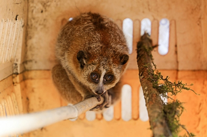 A Sa Pa resident discovered a small loris while working in the fields and brought it to the Hoang Lien Center for Rescue and Conservative Organism to take care of and release it back into the forest.