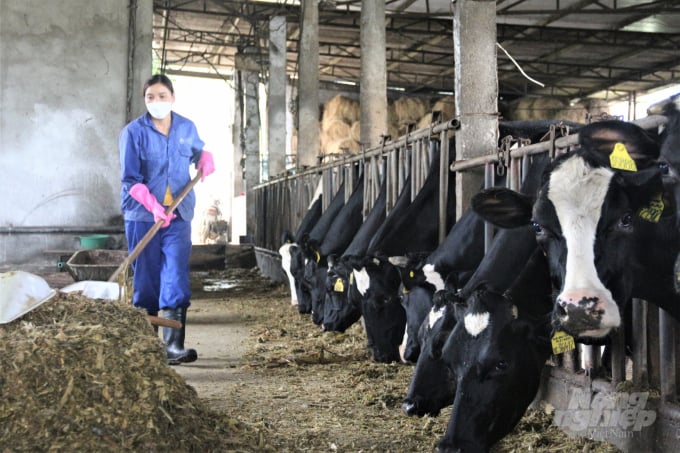 Livestock database is the foundation for organizing livestock development following the trends, signals and needs of the market. Photo: Pham Hieu.