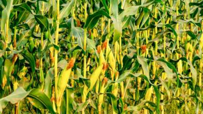 Climate-smart agriculture is key to mitigating the negative effects of global warming. Photo: SHUTTERSTOCK