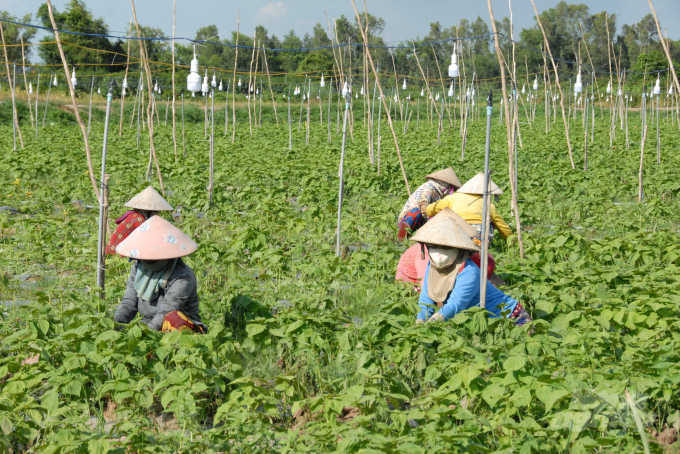 Organic production has helped many farmers increase profits by 10 to 15% compared to conventional production. Photo: Ngoc Thang.