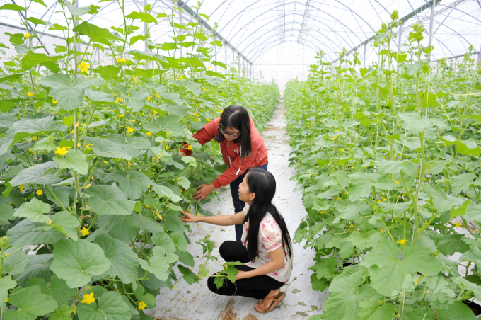 The agricultural sector in the Mekong Delta is gradually developing following an organic direction. Photo: Le Hoang Vu.