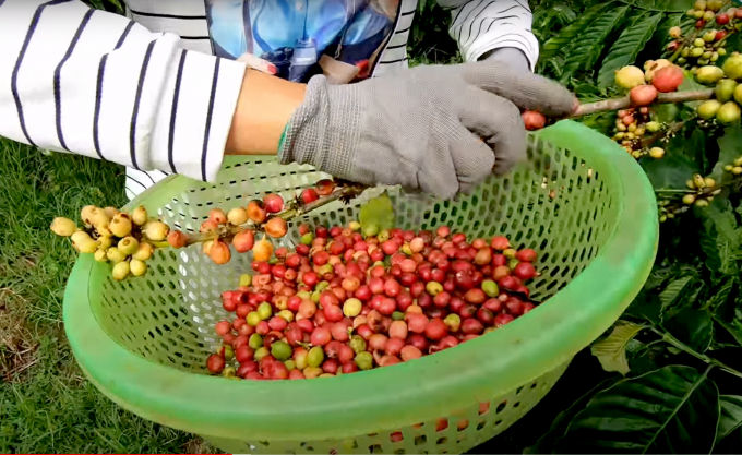 Vietnamese coffee is increasing strongly in export to Japan. Photo: Thanh Son.