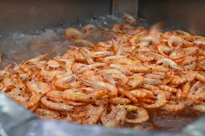 Processed shrimp of Vietnam for export. Photo: Thanh Son.