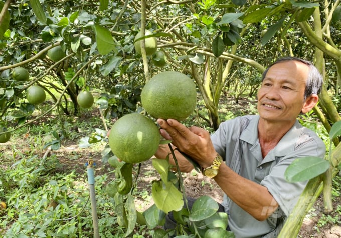 Ông Phạm Văn Khoái, Tổ trưởng Tổ hợp tác bưởi da xanh Đốc Binh Kiều, huyện Tháp Mười vui mừng nhận phân bón hữu cơ của Nhật Bản. Ảnh: Lê Hoàng Vũ.