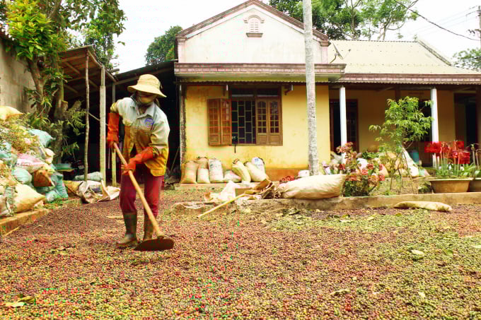 Coffee has been present in the land of Huong Hoa, Quang Tri province for hundreds of years.