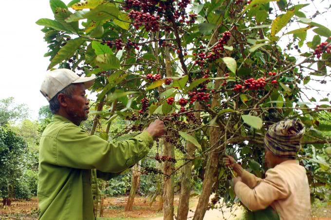 Coffee is a key crop to promote local socio-economic development.