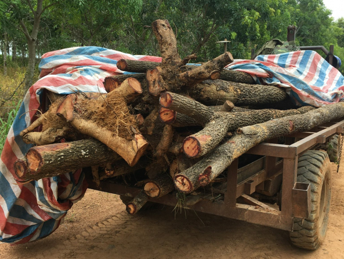 z3542887110771_7e170a2b6b53e9c699c6aa490482ccd5-101712_623.jpg Số gỗ hương tươi bị lực lượng chức năng phát hiện. Ảnh: Quang Yên.