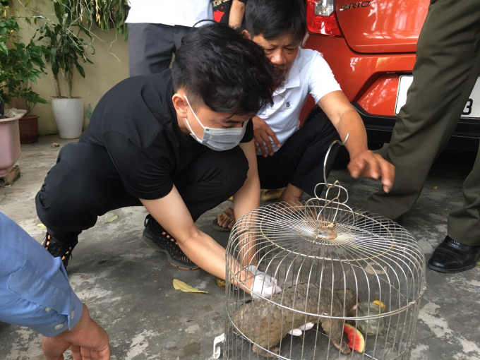 Sau hơn 6 tiếng di chuyển, vào 3 giờ sáng ngày 5/7/2022, cá thể Tê tê non này đã về tới Vườn Quốc gia Cúc Phương an toàn.