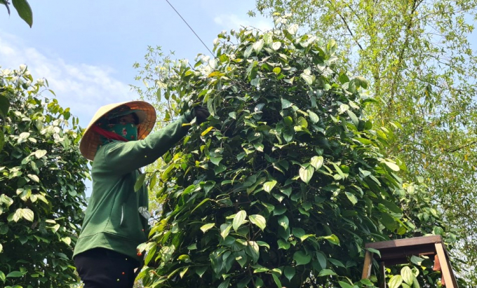 Nhiều vườn tiêu ở huyện Đăk Đoa đã sử dụng phân bón hữu cơ cho năng suất, chất lượng ổn định. Ảnh: Tuấn Anh.