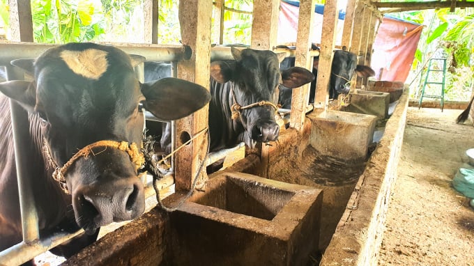 20220708_092102-230312_493.jpg Nuôi bò vỗ béo ít rủi ro, hạn chế được dịch bệnh và mang lại hiệu quả kinh tế cao. Ảnh: L.K.