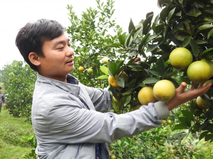 Vị ngọt của cam Thượng Lộc chắt chiu từ vị mặn mồ hôi người nông dân và mạch nguồn đất, nước Trà Sơn. Ảnh: Thanh Nga