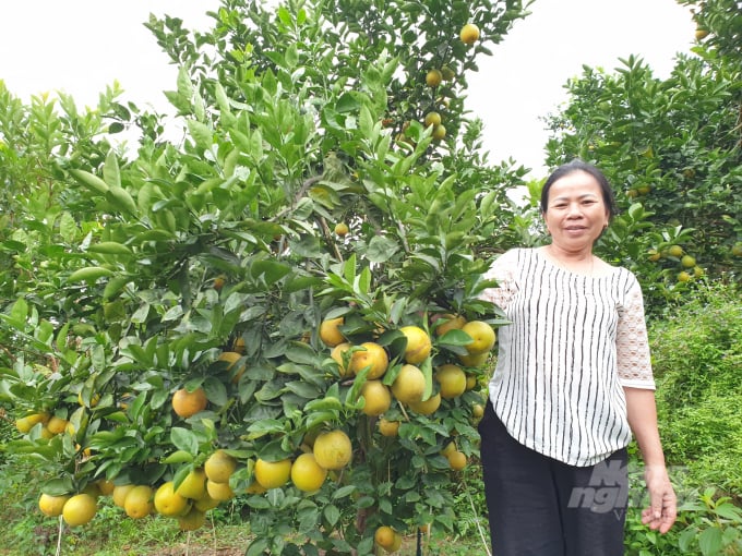 Cam ngọt trên đất đồi xã Thượng Lộc, Can Lộc. Ảnh: Thanh Nga