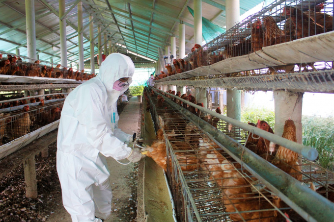 Cúm gia cầm đã và đang gây thiệt hại lớn tới ngành chăn nuôi của nước ta kể từ khi bùng phát lần đầu tiên năm 2003. Ảnh: PH.