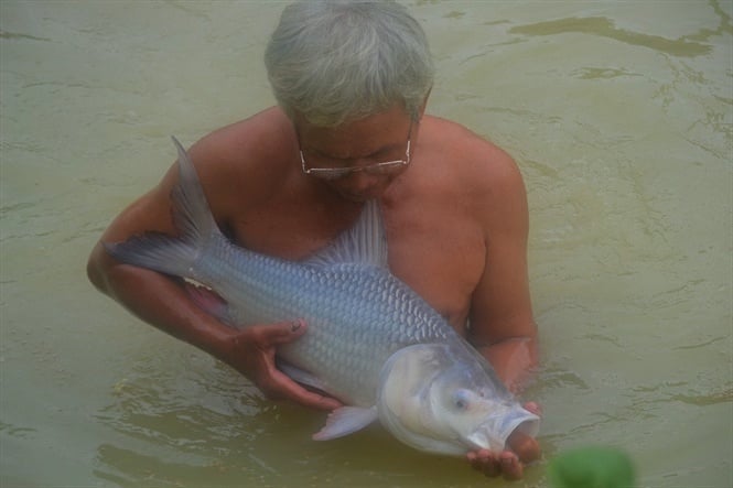 The giant catfish was first successfully artificially reproduced by the National Breeding Center for Southern Freshwater Aquaculture. Photo: Minh Dam.