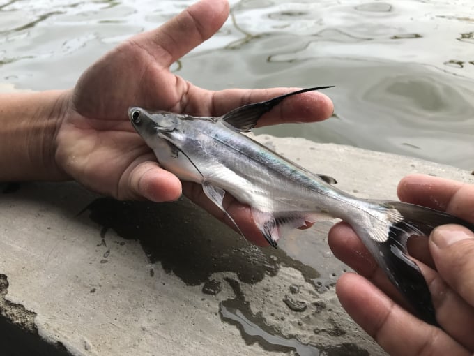 The Pangasius sanitwongsei has been successfully raised by the National Center for Freshwater Aquatic Breeding in the South. Photo: Minh Dam.