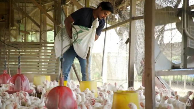 Kannu feeding the chickens. Every day, farmhands carry sacks of feed weighing at least 25 to 50 kilogrammes