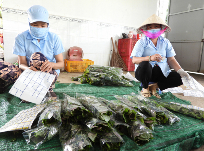bai-2-chia-khoa-mo-loi-tu-duy-cua-htx-phuoc-hiep-110130_365.jpeg Từ mô hình điểm là HTX rau an toàn Phước Hiệp, nhiều HTX và tổ hợp tác rau an toàn khác đã hình thành. Ảnh: Nguyễn Thủy.