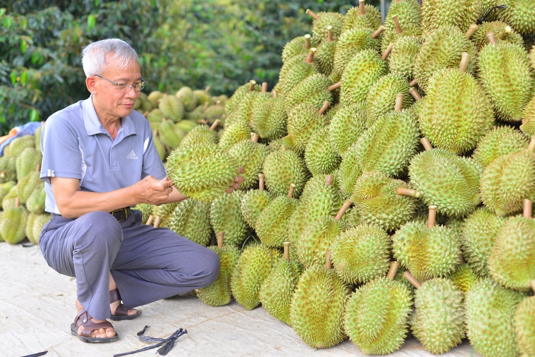 Huyện Đạ Huoai có khoảng 4.500ha sầu riêng, trong đó có 2.000ha đang cho kinh doanh. Tổng sản lượng sầu riêng của huyện đạt từ 25.000-30.000 tấn/năm. Ảnh: Minh Hậu.