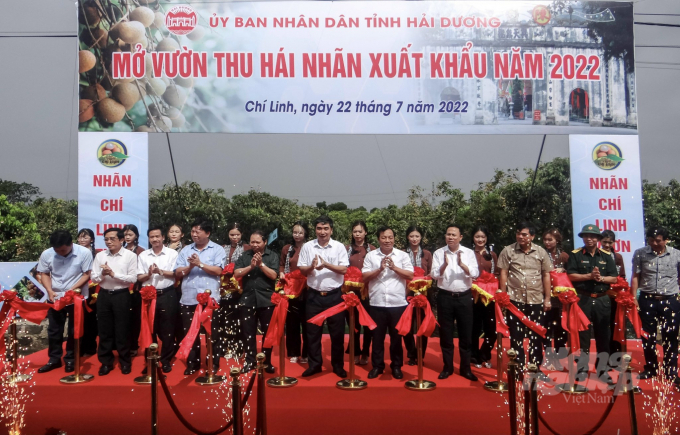 Thành phố Chí Linh cắt băng Mở vườn thu hái nhãn xuất khẩu năm 2022. Ảnh: Hoàng Duy.