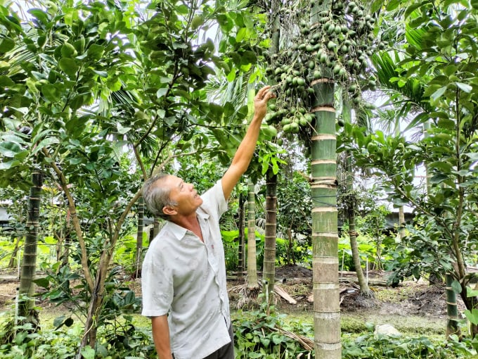3-073924_951.jpg Ông Tần kiểm tra trái cau chuẩn bị gọi thương lái đến thu mua. Ảnh: Minh Đảm.
