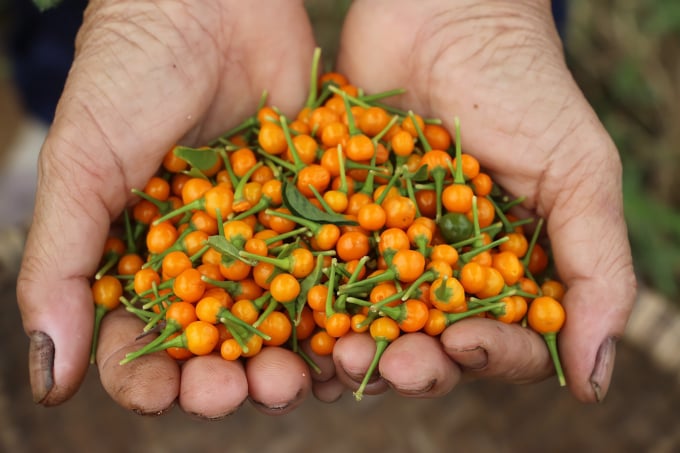 The output market for this variety described as the 'world’s most expensive chili' has its door wide open.