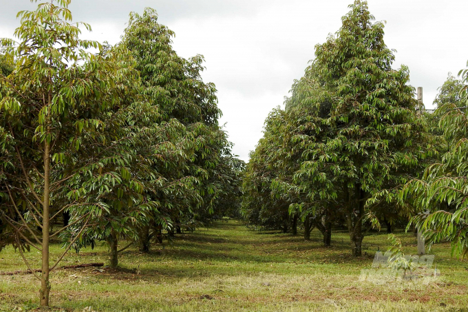 Dona-Techno's model durian farm. Photo: Thanh Son.