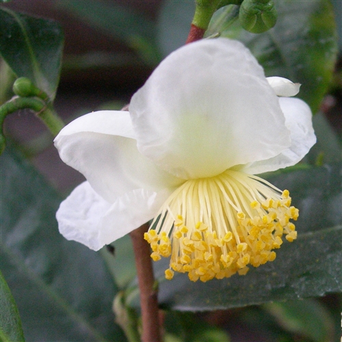 csin-2-095208_766.jpg Cây trà xanh (Camellia sinensis) được trồng phổ biến ở nhiều nơi. Ảnh: iStock