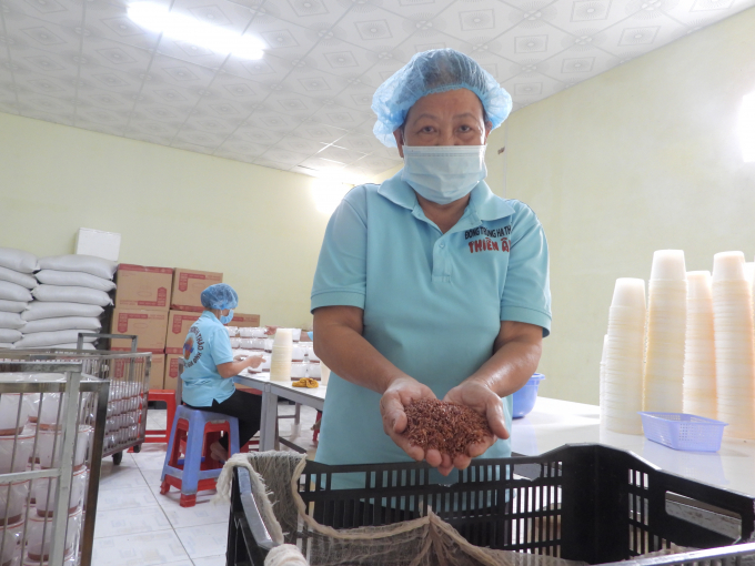 Gạo lứt được canh tác theo hướng hữu cơ được công ty thu mua làm giá thể cho nấm. Ảnh: Hồng Thủy.