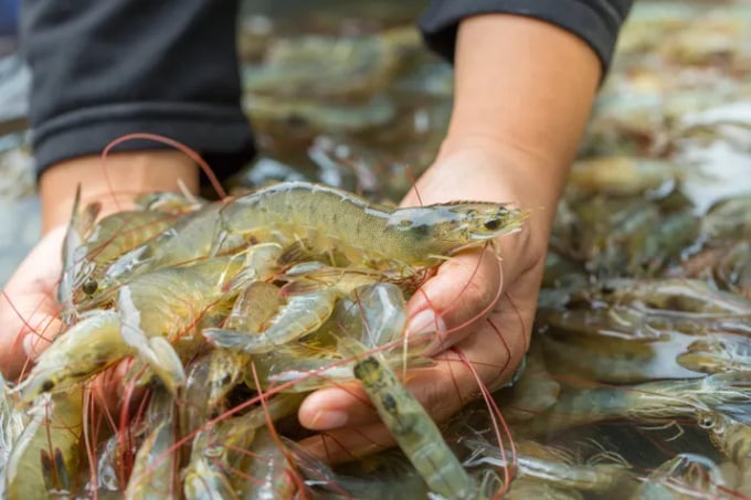 vannamei-shrimp-pacific-white-shrimp-095018_720.jpg Chiết xuất catechin từ trà xanh được chứng minh là có thể bảo vệ tôm nuôi khỏi sự bùng phát của hai căn bệnh hoại tử gan tụy cấp tính (AHPND) và hội chứng bệnh đốm trắng do virus (WSSV). Ảnh: FS