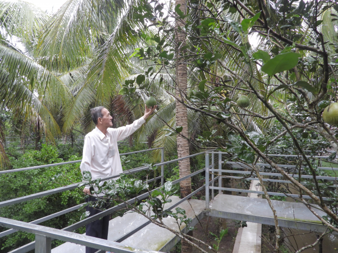 Những cây bưởi xen canh với dừa và những cây thuốc nam ông tạo thành bức tranh nông nghiệp nên thơ. Ảnh: Hồng Thủy.