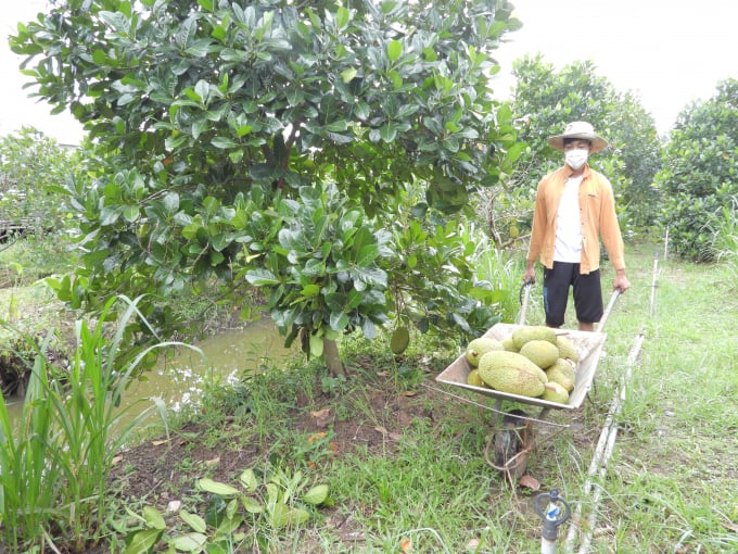 Mít được xem là món ăn 'khoái khẩu' với hàm lượng giá trị dinh dưỡng cao được trang trại trồng để làm thức ăn cho dê. Ảnh: Trần Trung.
