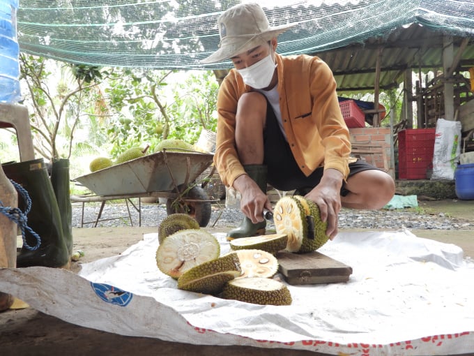 Mít được xem là món ăn 'khoái khẩu' với hàm lượng giá trị dinh dưỡng cao được trang trại trồng để làm thức ăn cho dê. Ảnh: Hồng Thủy.