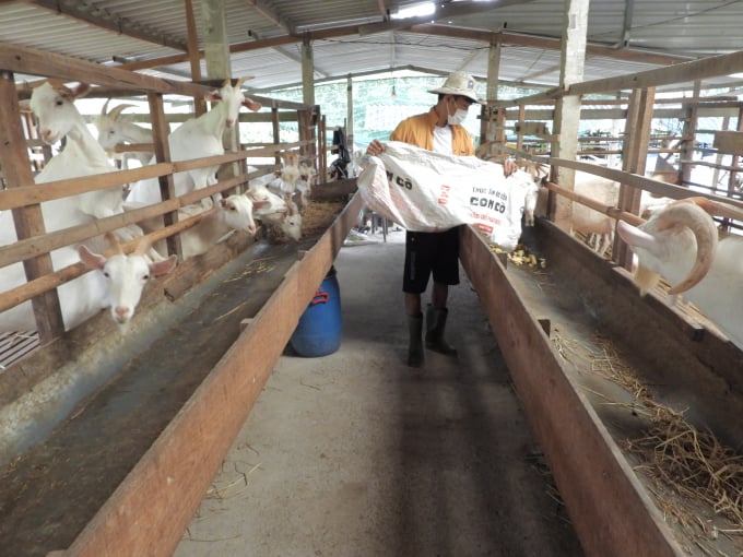 Một góc trang trại dê Saanen của chị Đông Nghi. Ảnh: Trần Trung.