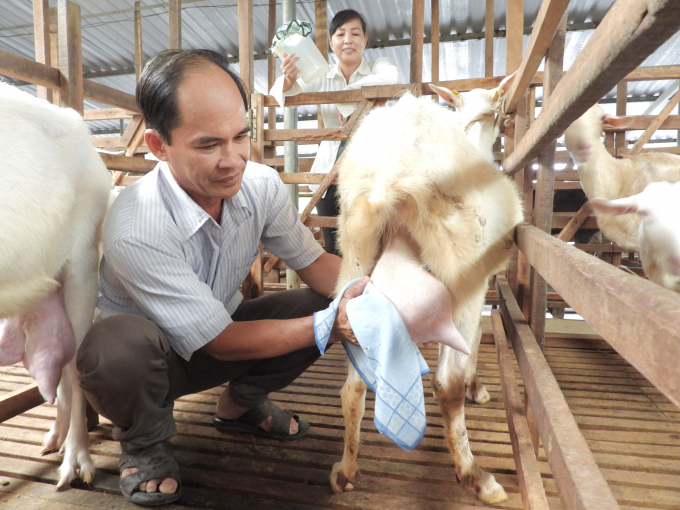 Chị Đông Nghi và chồng chuẩn bị các công đoạn vắt sữa cho dê. Ảnh: Hồng Thủy.