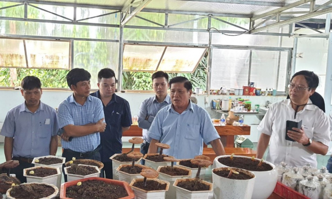 Sản phẩm nấm linh chi của công ty VOS FIVE A đã được xuất khẩu ra nước ngoài. Ảnh: Đăng Lâm.