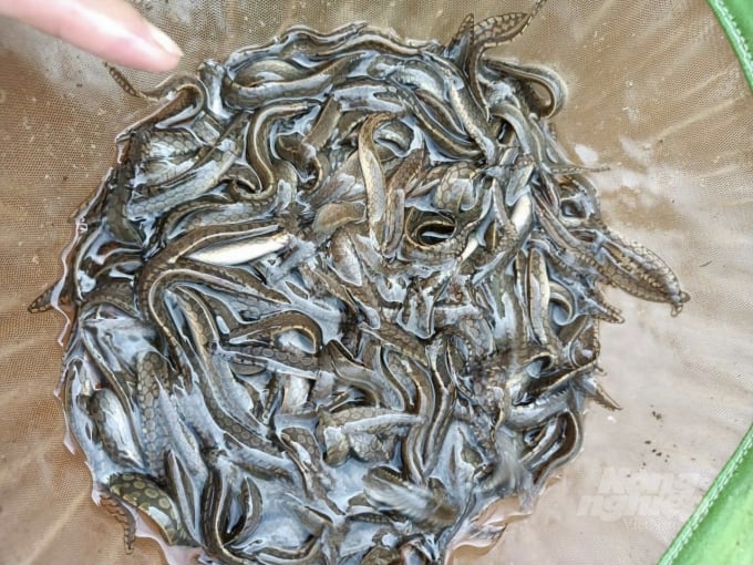 z3612381607415_2b74f3fac23214e7986468007bc587f4-112556_210.jpg Chạch lấu tên khoa học (Mastacembelus favus) là loài cá nước ngọt có thân màu xanh đậm hoặc đen xám, trên thân có nhiều đốm vàng hình tròn hoặc bầu dục. Ảnh: Lê Hoàng Vũ.