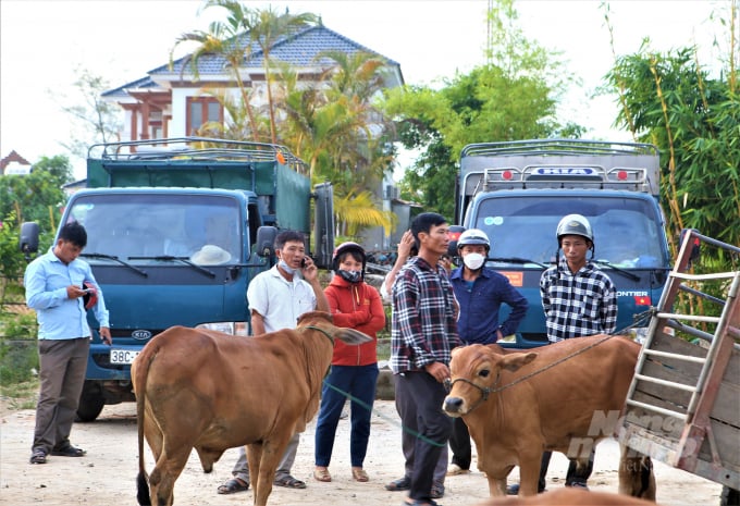 z3617174805786_1175c121c12dcd8f0ef7e03572f69b2b-100219_516.jpg Cánh lái buôn và người dân trong tỉnh, và cả ngoại tỉnh như: Nghệ An, Quảng Bình, Lào Cai, Lạng Sơn… tìm đến chợ Nhe để mua được 'đầu cơ nghiệp' tốt nhất về nuôi.