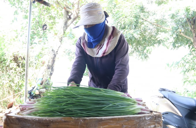 Công nhân đóng gói rau hữu cơ giao cho đơn vị phân phối. Ảnh: Quang Yên.