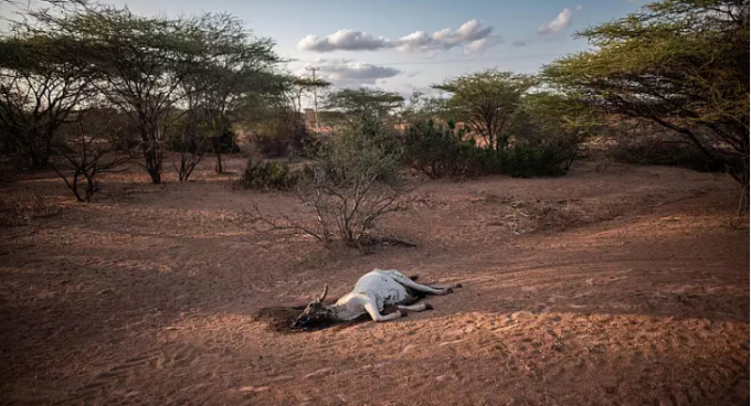 A dead cow lies outside a village in Garissa County, Kenya. Local residents said the cow died due to lack of food.